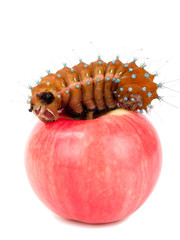 Caterpillar and apple