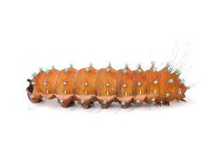 Caterpillar on white