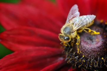 The bee