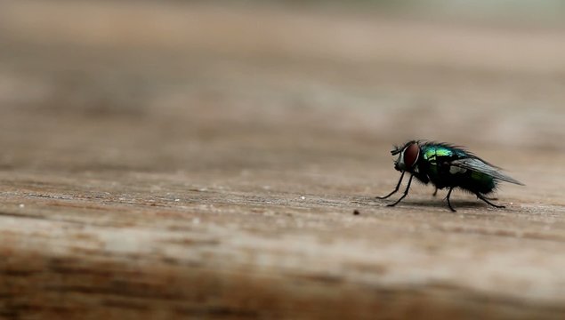 common house fly takes off