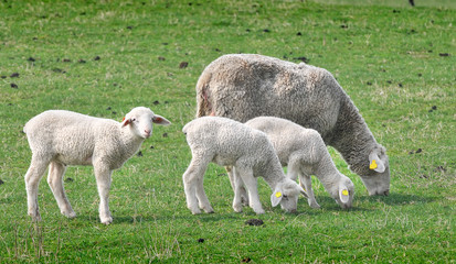 Fototapeta premium Sheep