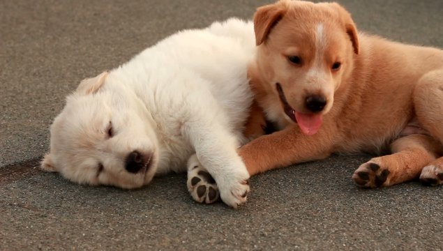 Il sonno dei cuccioli
