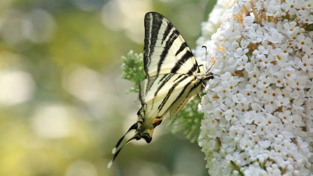 Papillon Flamb&eacute;