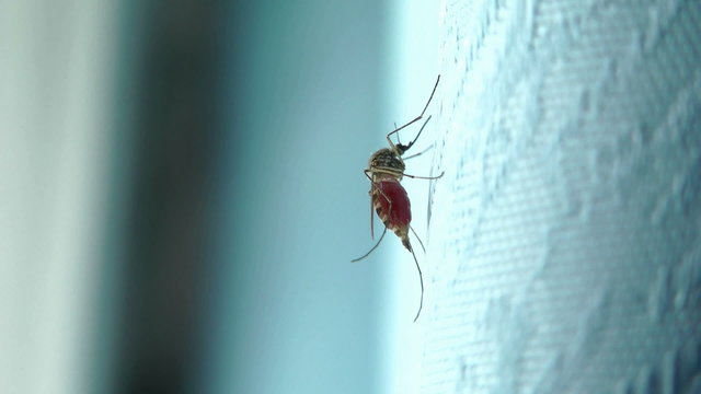 mosquito