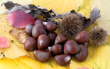 Autumnal fruit composition, chestnuts