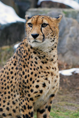cheetah