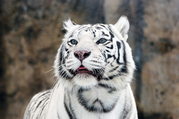 Obraz premium white Tiger
