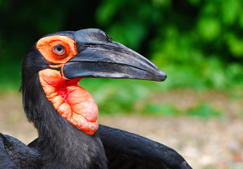 African raven