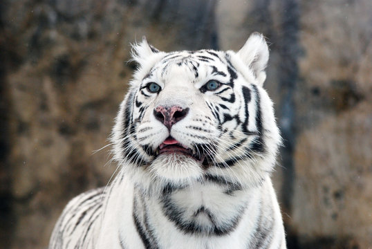 white Tiger