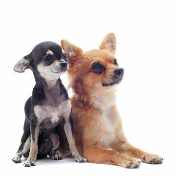 chiot et adulte chihuahuas