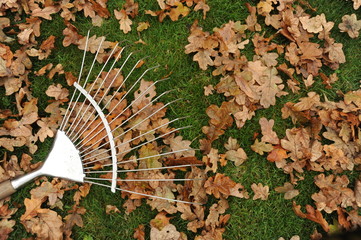 Autumn leaves and Rake