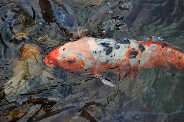 Colorful Koi or carp chinese fish in water