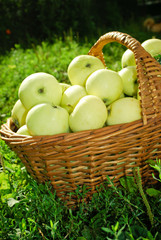 Healthy organic apples in the basket