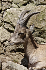 Steinbock