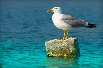 Beautiful Pacific Sea Gull - 34370694