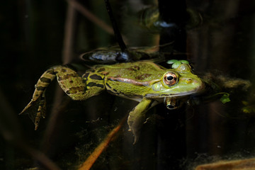 frog italica