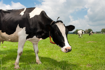 Fototapeta na wymiar Frisian krowa