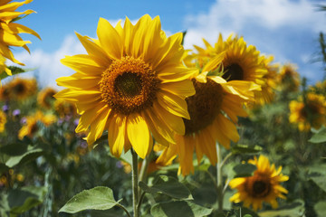 Sunflowers