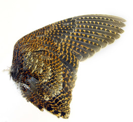Woodcock wings (Using for hunting dog training)