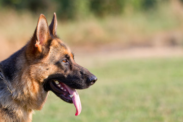 German sheepdog portrait over nature background