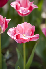 Fototapeta premium pink tulip