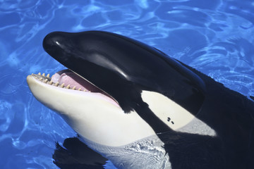 A Close Up of a Killer Whale's Mouth - 34372614