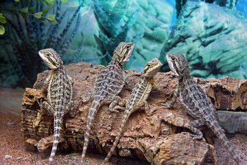 Bartagame