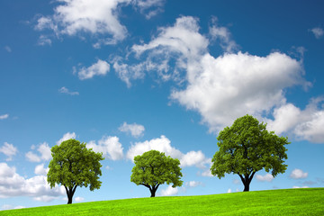 Fototapeta na wymiar Three trees on a green hill
