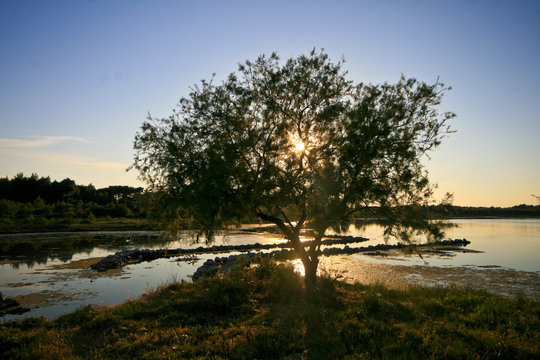 Tree and the sun on the lake