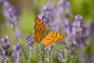 Orange butterfly and lavender