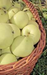 Healthy organic apples in the basket