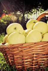 Healthy organic apples in the basket