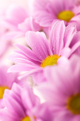 Obraz na płótnie Canvas Closeup of pink daisies