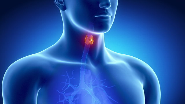 Male THYROID anatomy in blue  x-ray view
