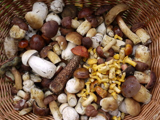 Gesammelte Pilze