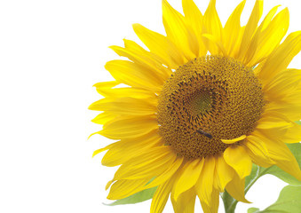 Sunflower over white background