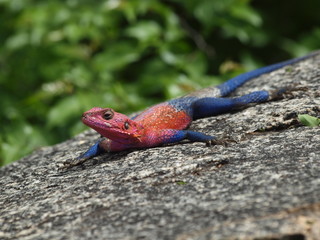 lézard d'afrique rouge & bleu tanzanie