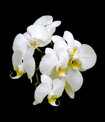 Fototapeta na wymiar White Orchid w kroplach rosy