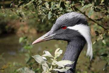 demoiselle crane