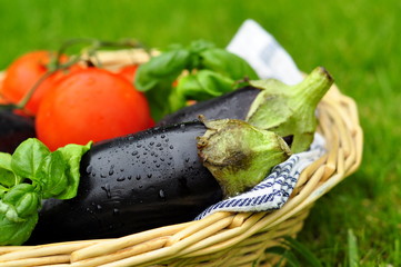 Aubergine