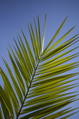 liść palmy