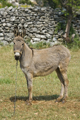 Donkey standing in front of the stonewall