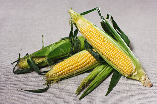 Still life with three indian corn ears on gray linen canvas