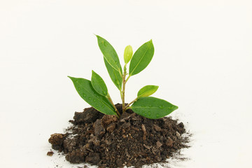 Fresh young tree