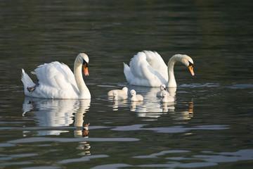 Beautiful white swans with their nestling