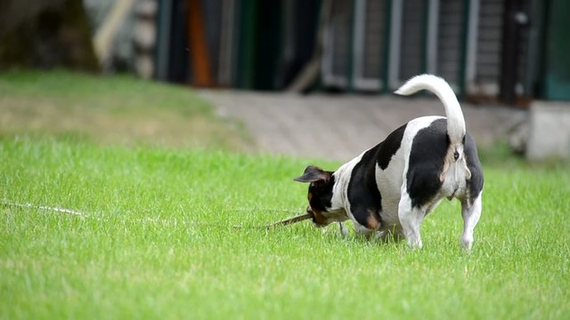 Jack Russel