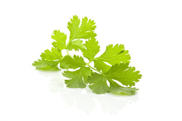 Coriander branch isolated.