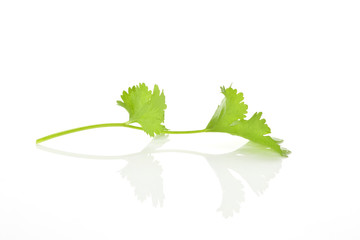 Coriander leaf over white.