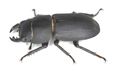 Lesser stag beetle, dorcus parallelipipedus isolated on white