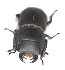 Lesser stag beetle, dorcus parallelipipedus isolated on white
